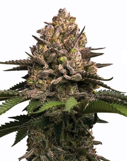 Jealousy Feminized Seeds