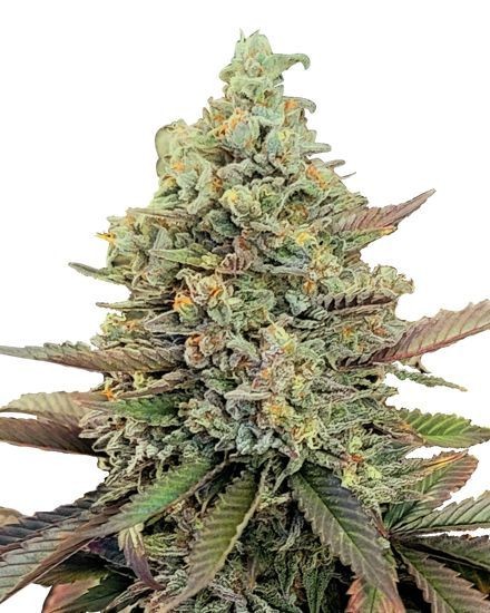 Kush Mints Feminized Seeds