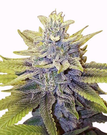 LA Confidential Regular Seeds