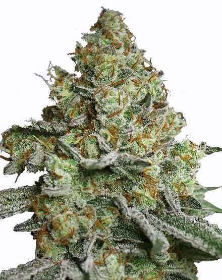 Lava Cake Feminized Seeds
