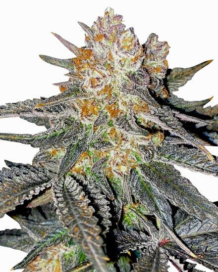 Lemon Cherry Gelato Feminized Seeds