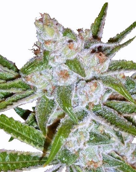 Lemon Haze Autoflower Seeds