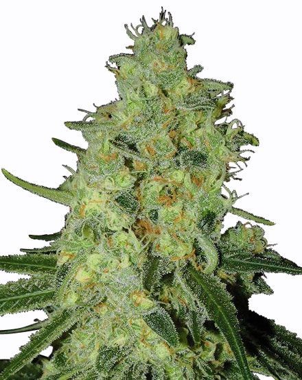 Lemon OG Autoflower Seeds