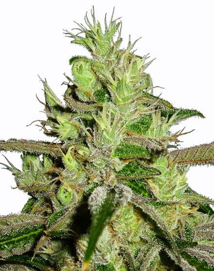 Lemon Skunk Feminized Seeds