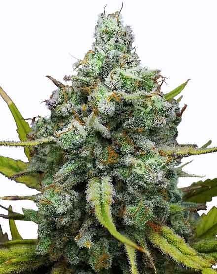 London Pound Cake Feminized Seeds