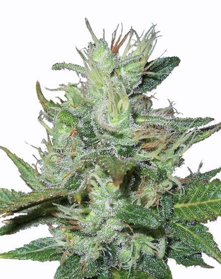 Lowryder 2 Autoflower Seeds