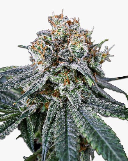 MAC Feminized Seeds