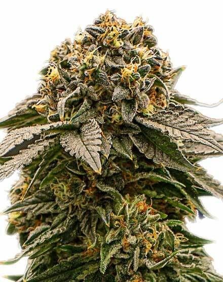 MK Ultra Feminized Seeds