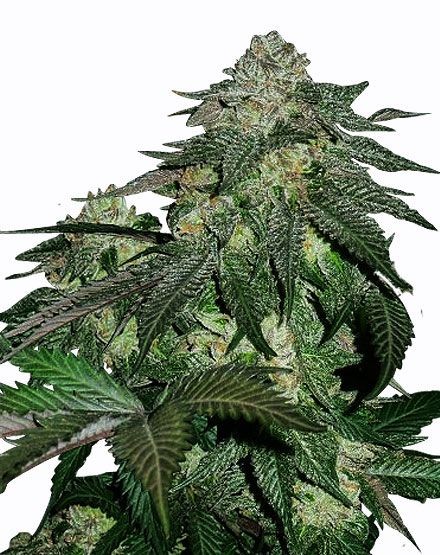 Magnum Autoflower Seeds