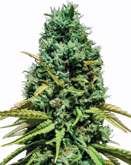 Mandarin CBD Feminized Seeds