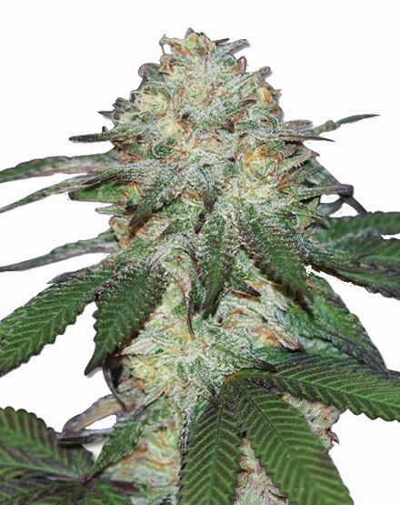 Mango Autoflower Seeds