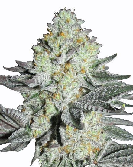 Mango Feminized Seeds