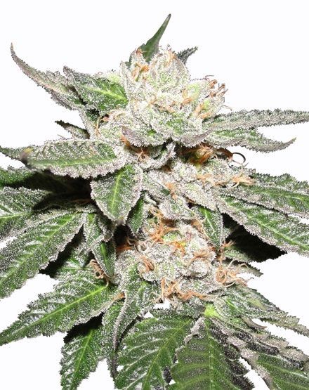 Master Kush Regular Seeds