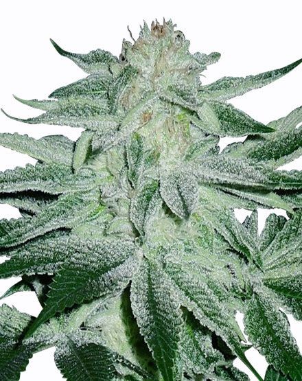Matanuska Thunder Feminized Seeds