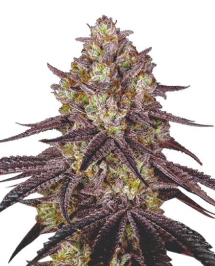 Maui Wowie Feminized Seeds