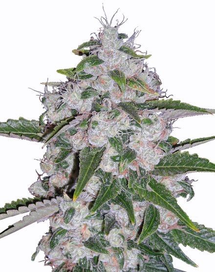 Mazar Regular Seeds