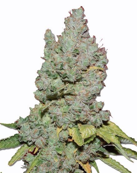 Medi Bud Feminized Seeds