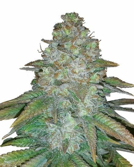 Mimosa Autoflower Seeds