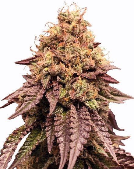 Mimosa Feminized Seeds
