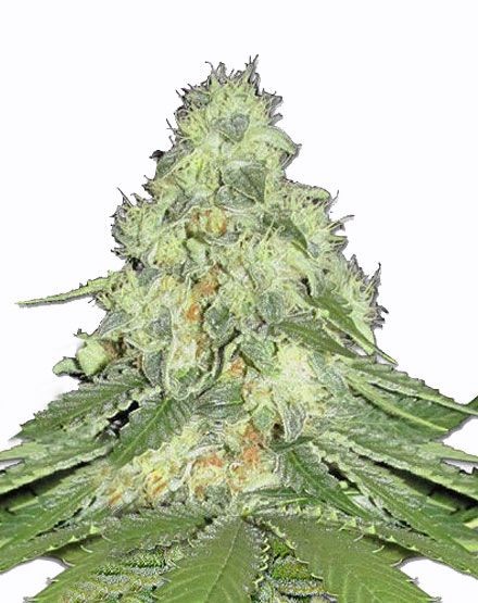Misty Regular Seeds