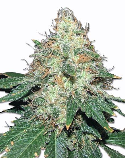 Mountain Mist Regular Seeds