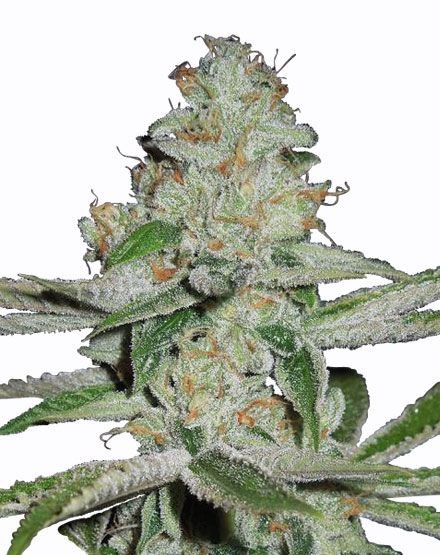 NYC Diesel Feminized Seeds