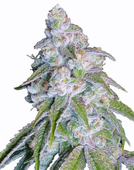 Neville's Haze Feminized Seeds