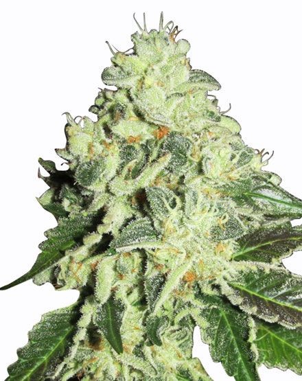 Nitro Lemon Haze Feminized Seeds