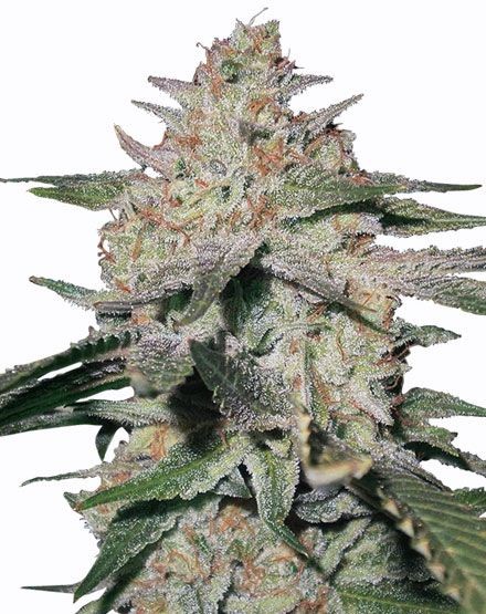 Northern Lights Feminized Seeds