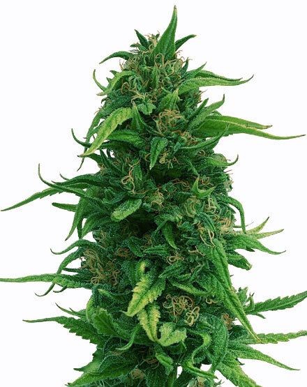 OG Kush Fast Flowering Seeds