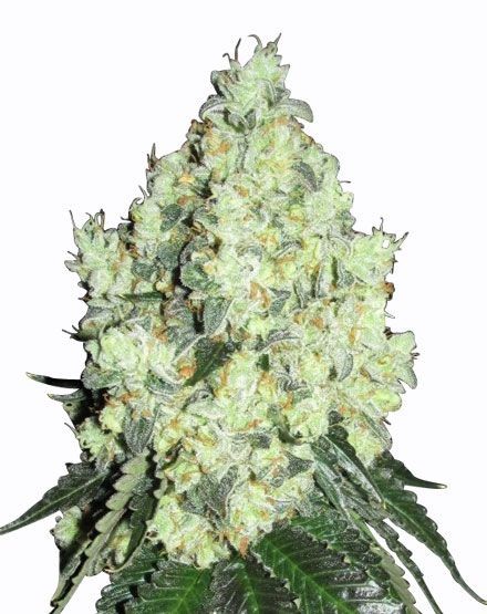 OG Kush Feminized Seeds