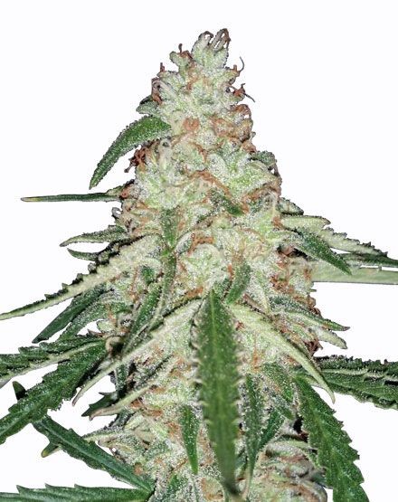 Old Skool Regular Seeds