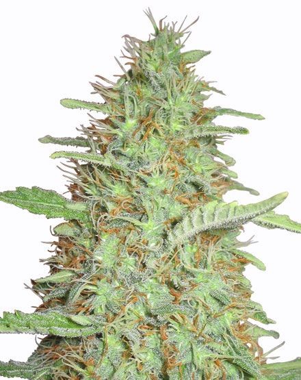 Orange Bud Regular Seeds