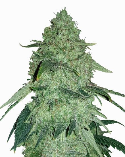 Permanent Marker Autoflower Seeds