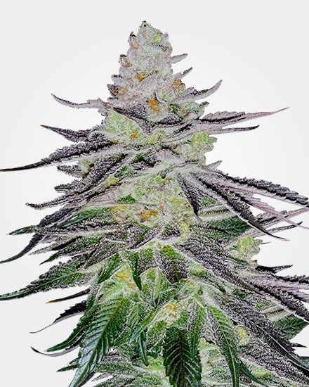 Permanent Marker Feminized Seeds