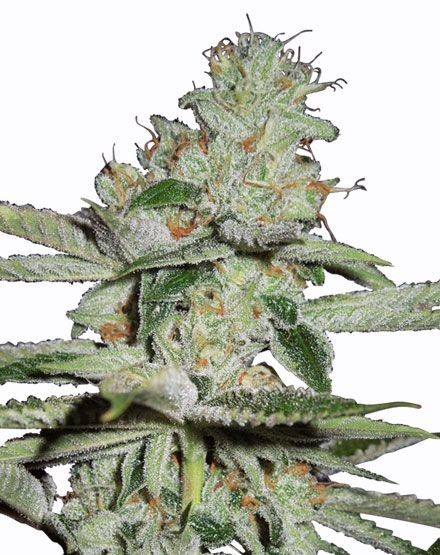 Pineapple Kush Autoflower Seeds