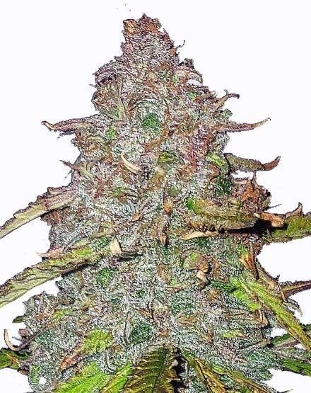 Pink Rozay Feminized Seeds
