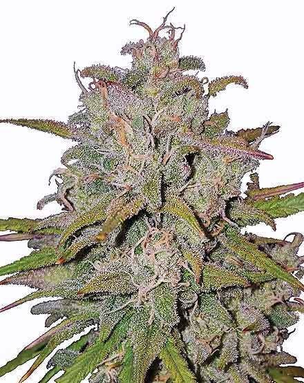 Pink Runtz Autoflower Seeds