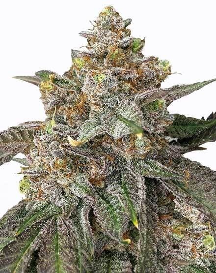 Pink Runtz Feminized Seeds