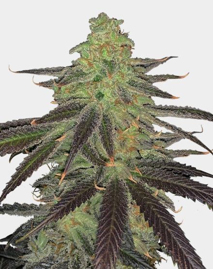 Platinum OG Feminized Seeds