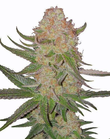 Power Plant Fast Flowering Seeds