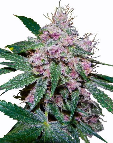 Purple Afghani Feminized Seeds