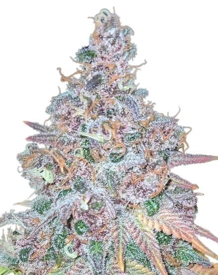 Purple Haze Autoflower Seeds