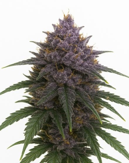 Purple Haze Feminized Seeds