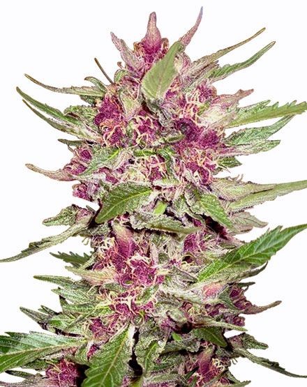 Purple Hulk Autoflower Seeds