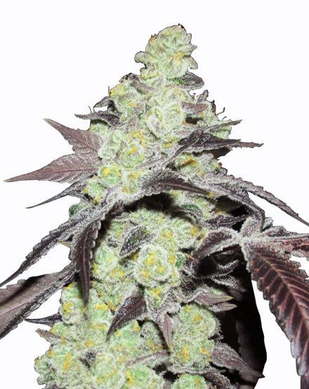 Purple Kush Feminized Seeds