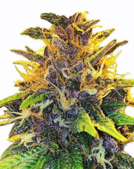 Purple Power Regular Seeds
