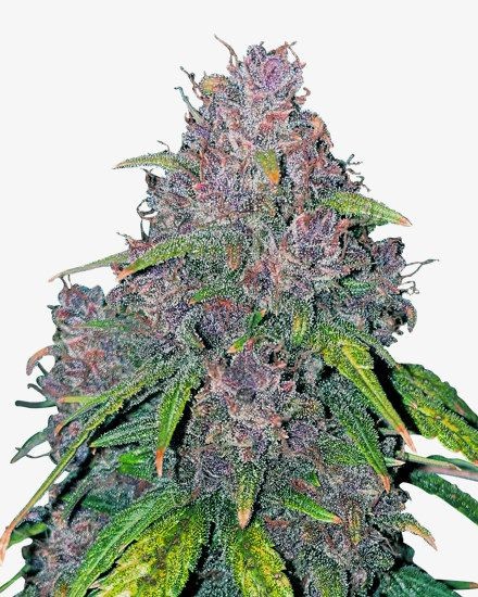 Purple Punch Autoflower Seeds