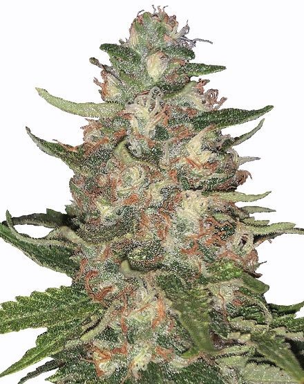Purple Punch Feminized Seeds