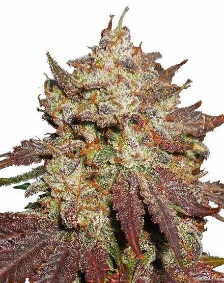 Purple Thai Feminized Seeds